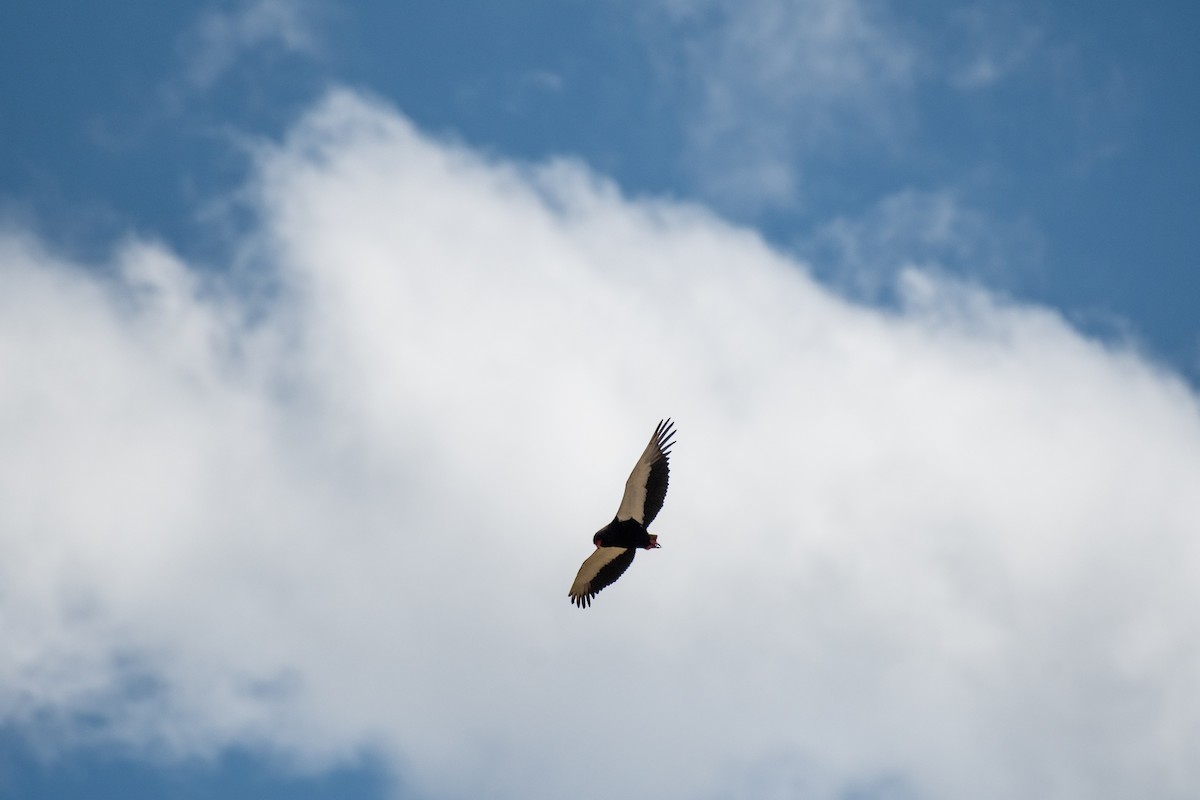 Bateleur - Thomas Poncet