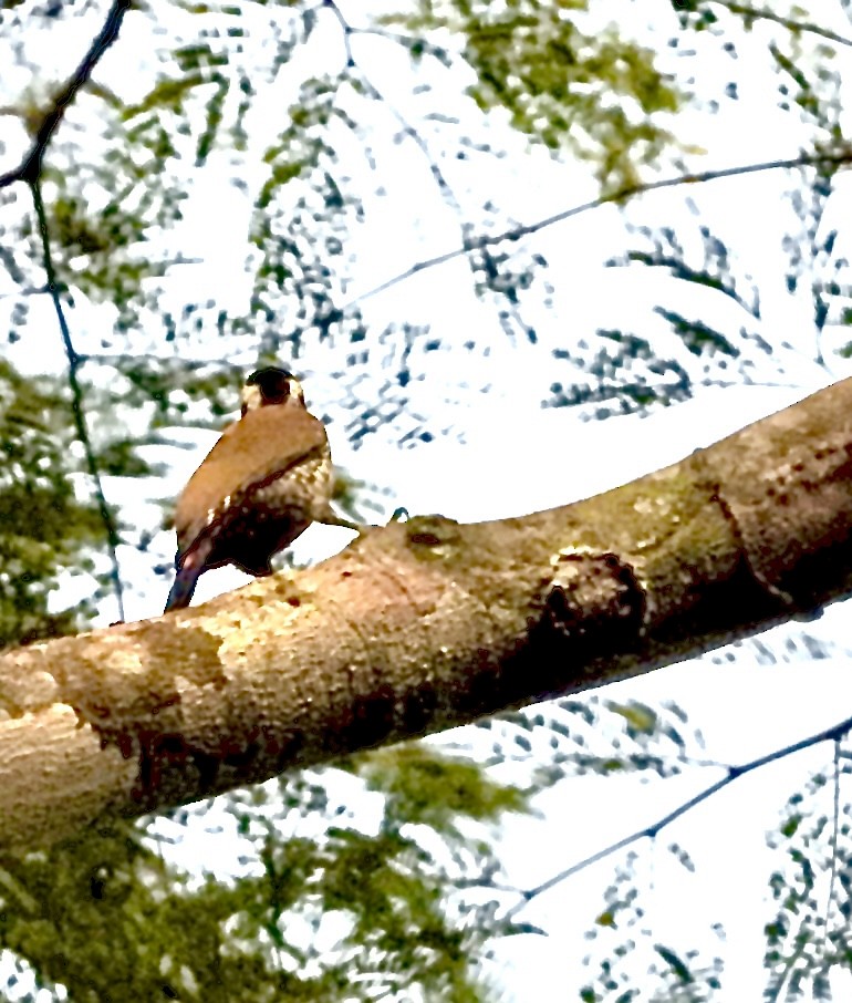 Fire-bellied Woodpecker - ML615346770