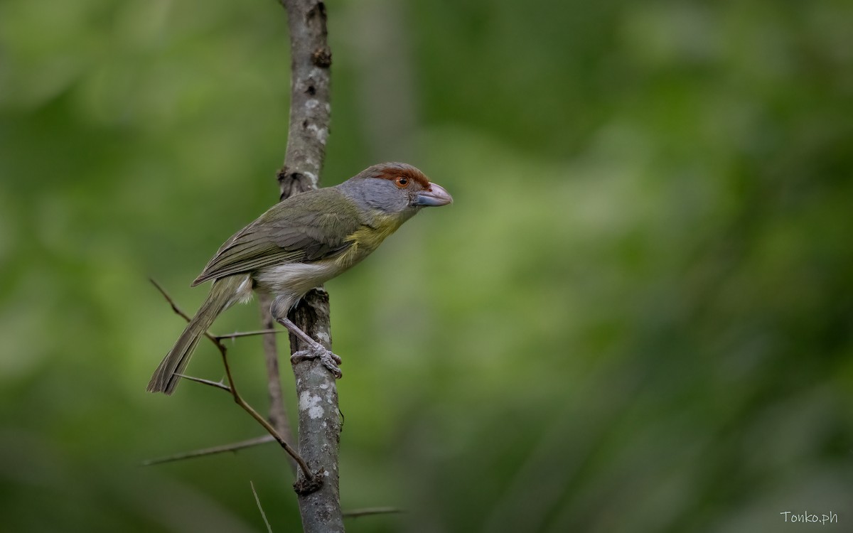 Rufous-browed Peppershrike - ML615346787