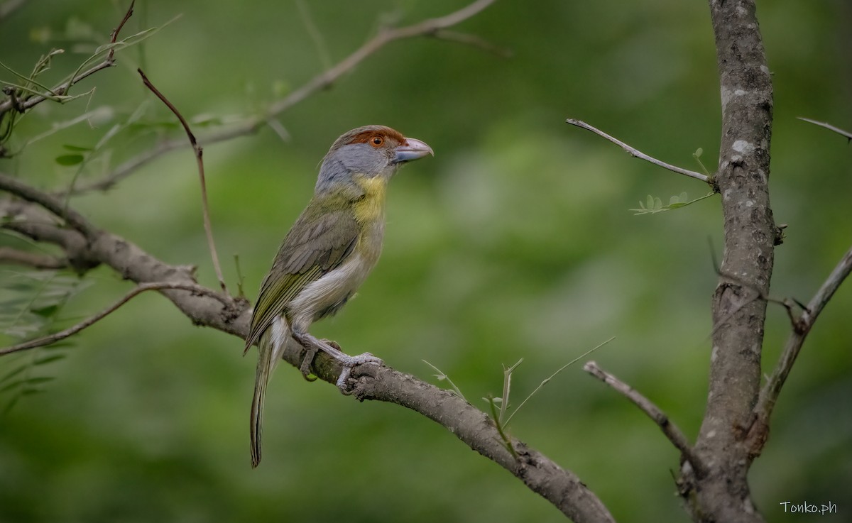 Rufous-browed Peppershrike - ML615346788