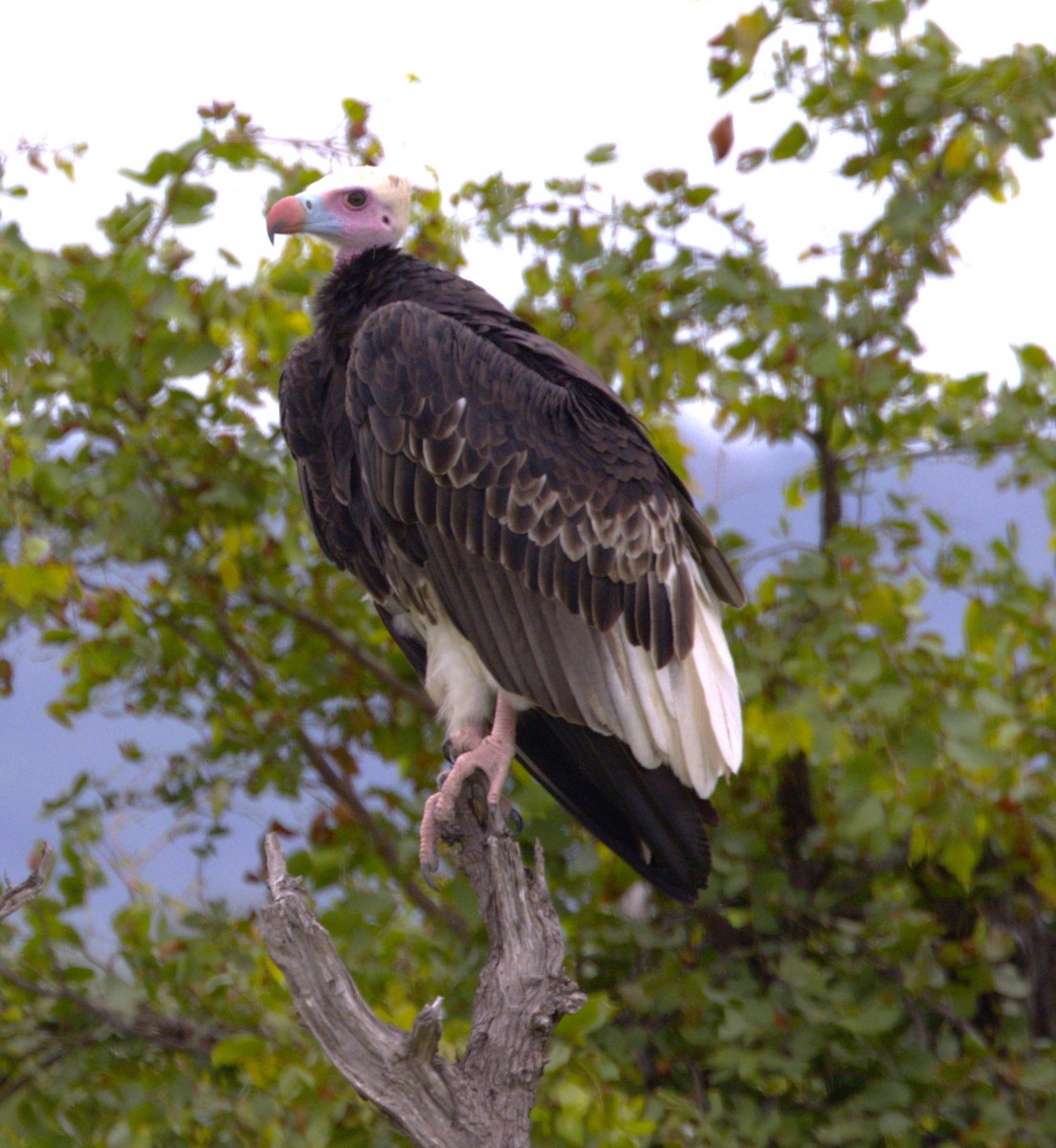 White-headed Vulture - ML615346866