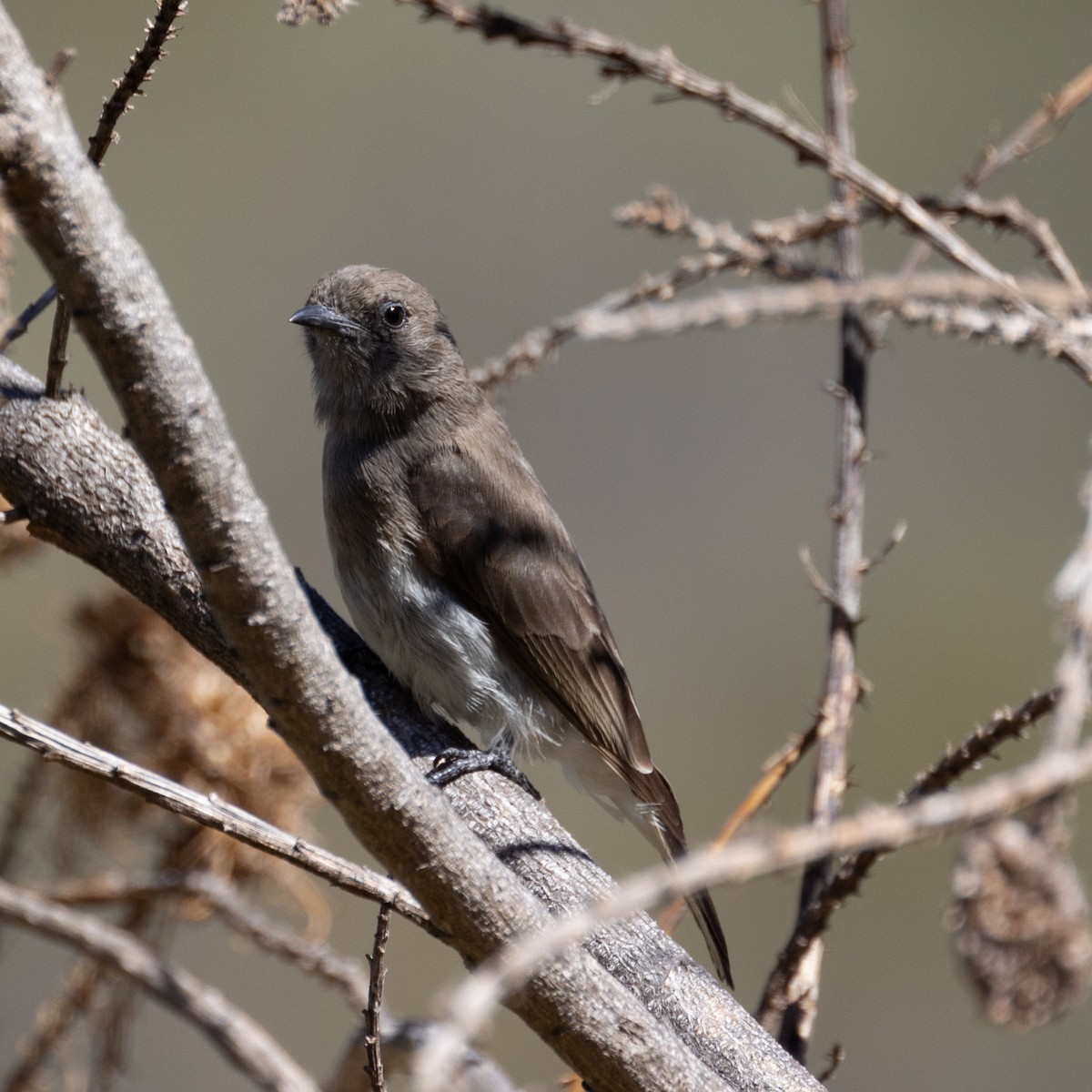 Wahlberg's Honeyguide - ML615346931