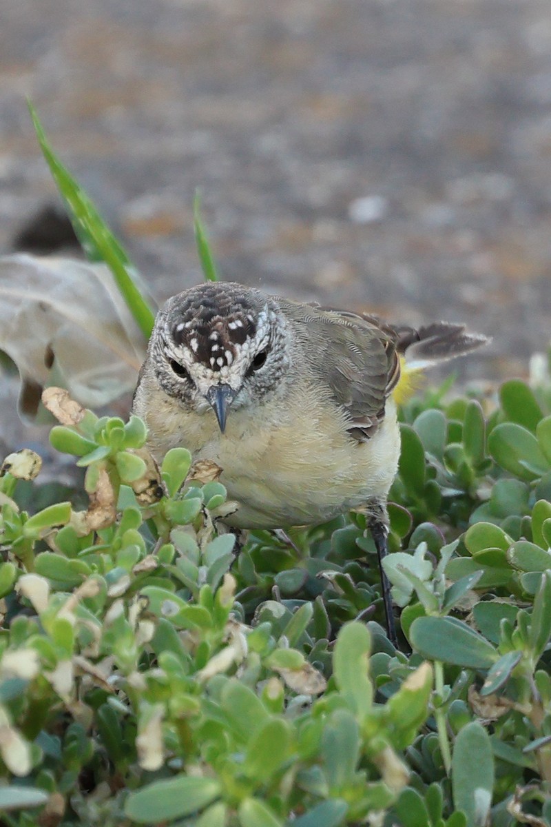 Yellow-rumped Thornbill - ML615346933