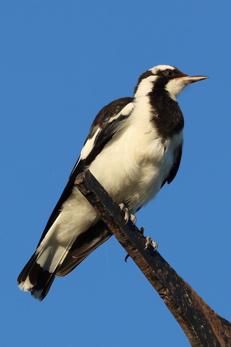Magpie-lark - ML615346940