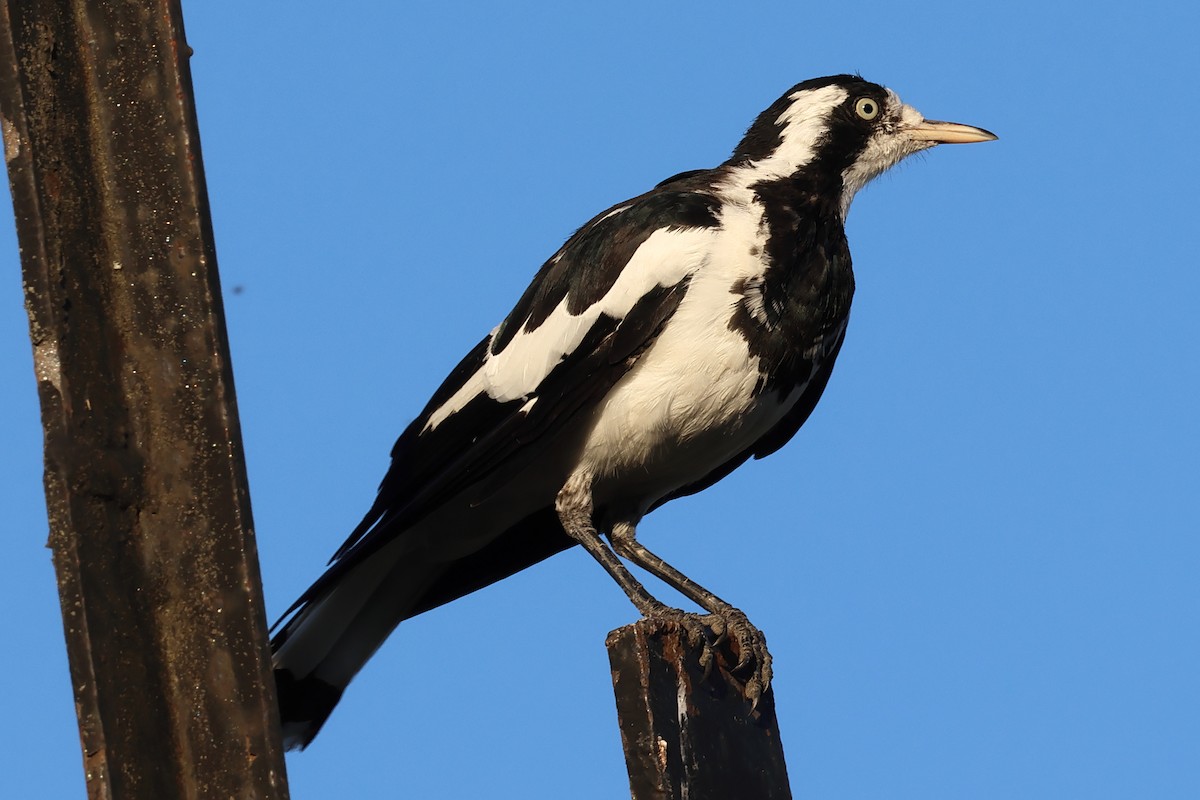 Magpie-lark - ML615346944