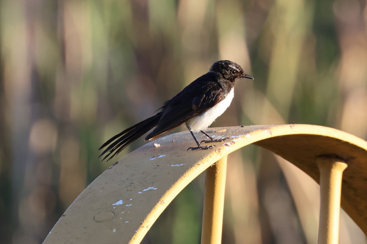 Willie-wagtail - ML615346949