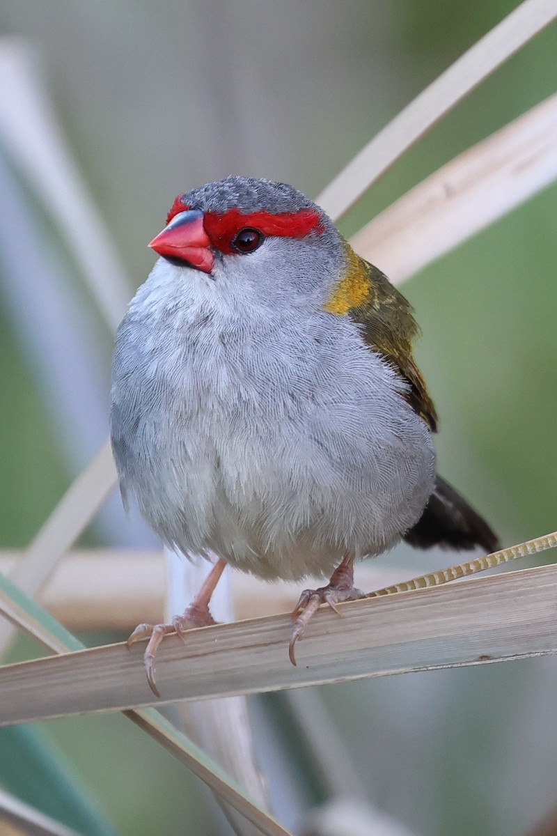 Red-browed Firetail - ML615346955