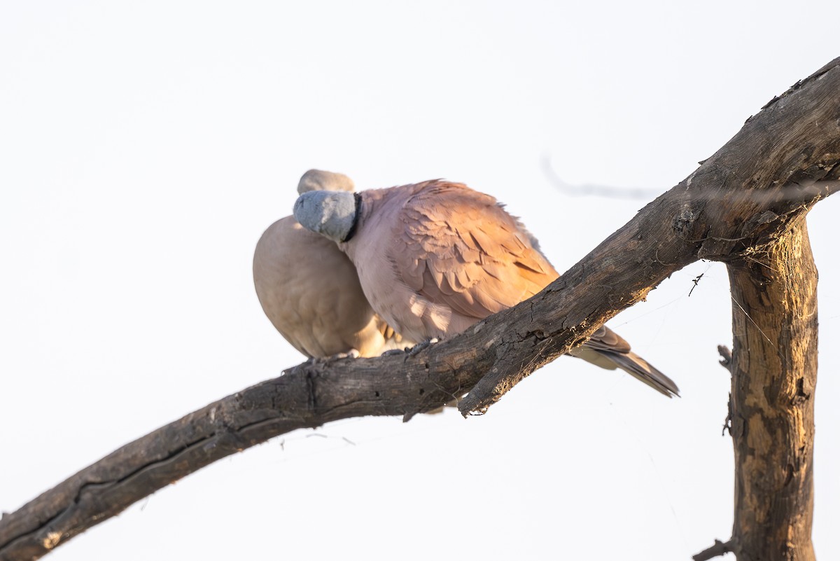 Red Collared-Dove - ML615346973