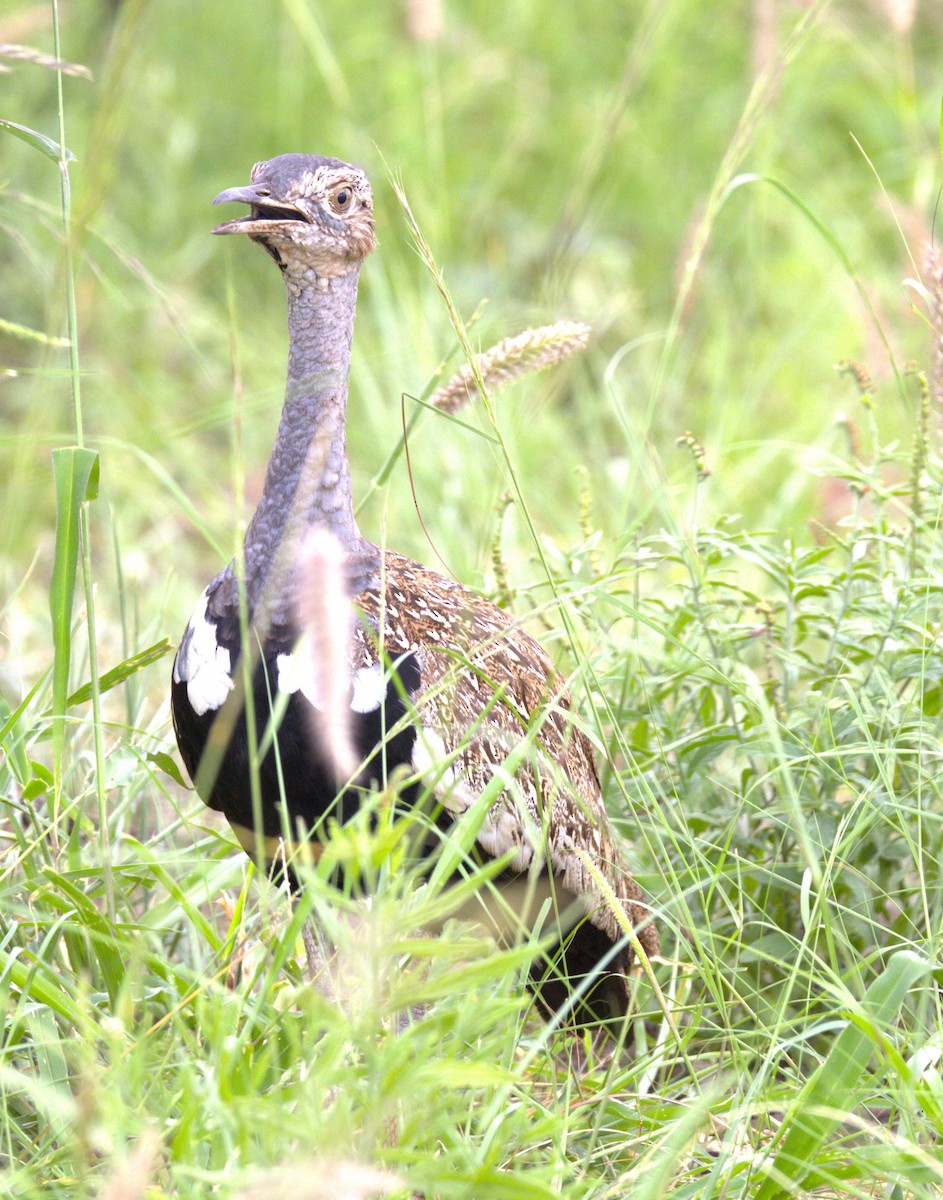Red-crested Bustard - ML615346974