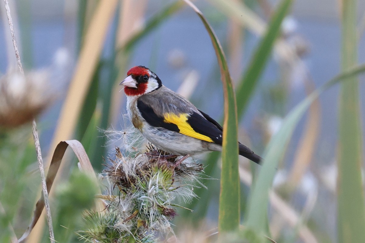 European Goldfinch - ML615346978