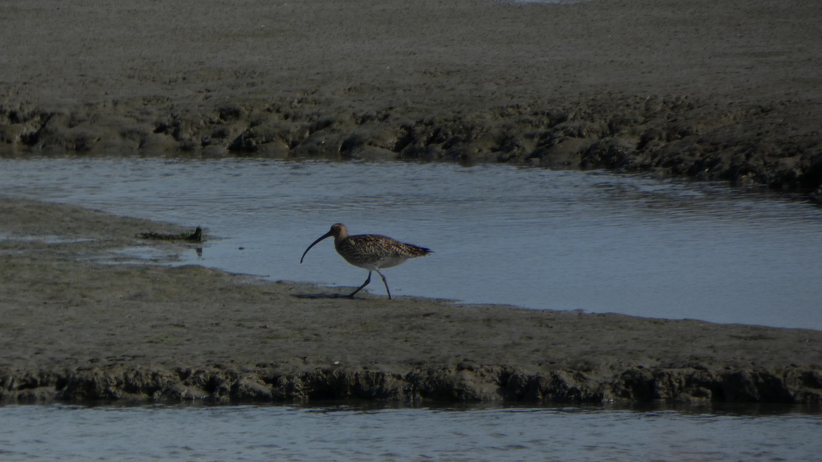 Eurasian Curlew - ML615347014