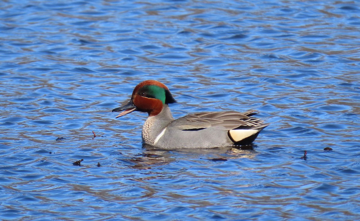 Green-winged Teal - ML615347015