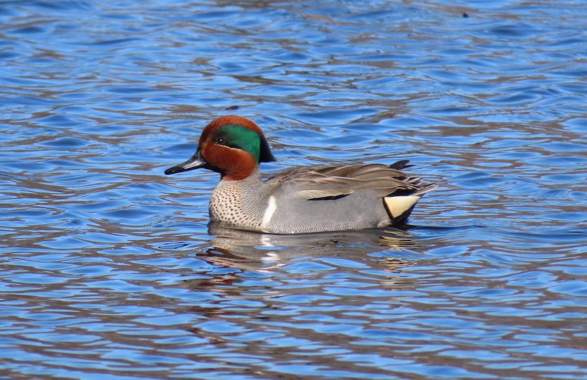 Green-winged Teal - ML615347016