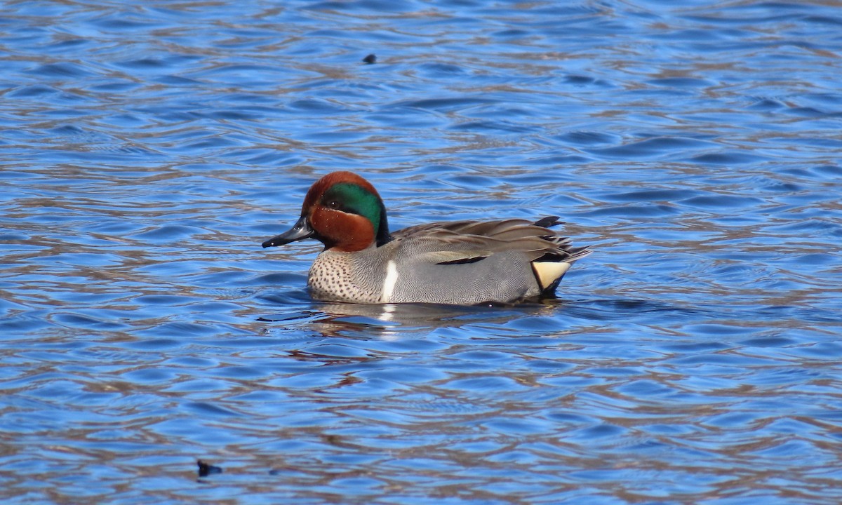 Green-winged Teal - ML615347017