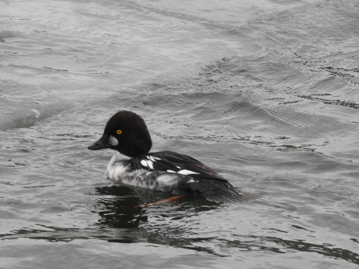 Common Goldeneye - ML615347021