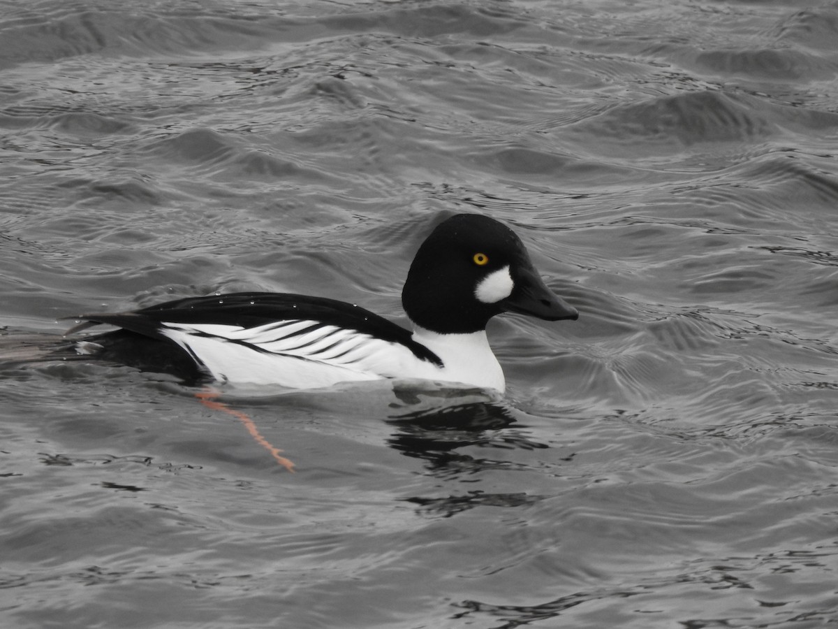 Common Goldeneye - ML615347022