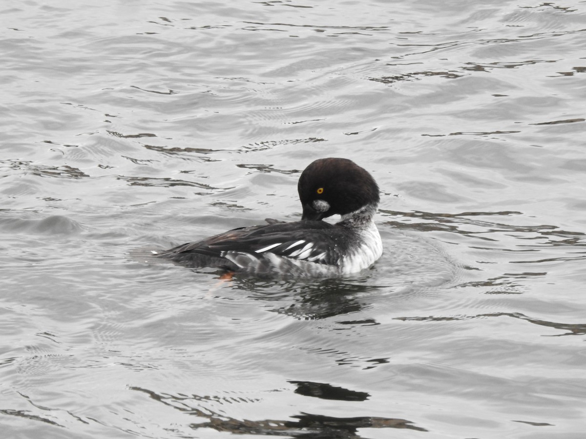 Common Goldeneye - ML615347023