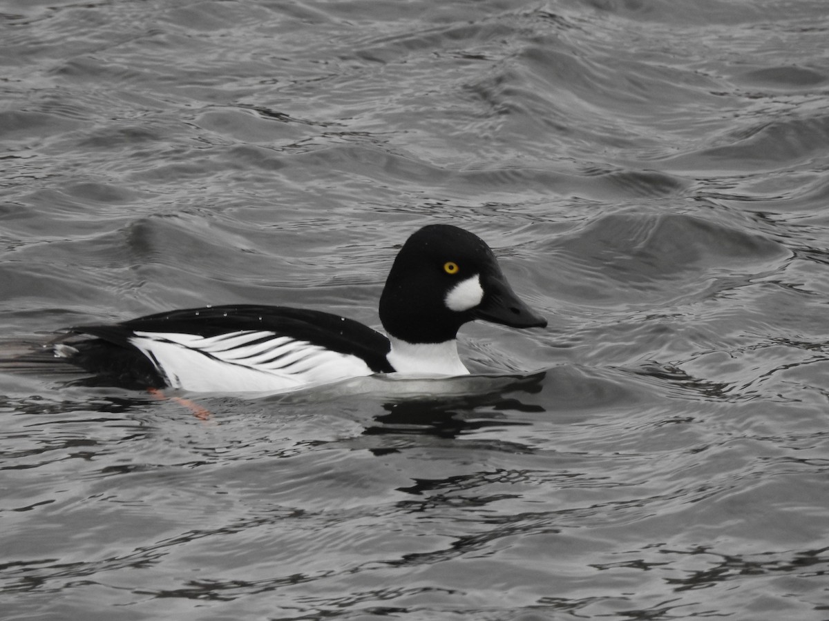 Common Goldeneye - ML615347024