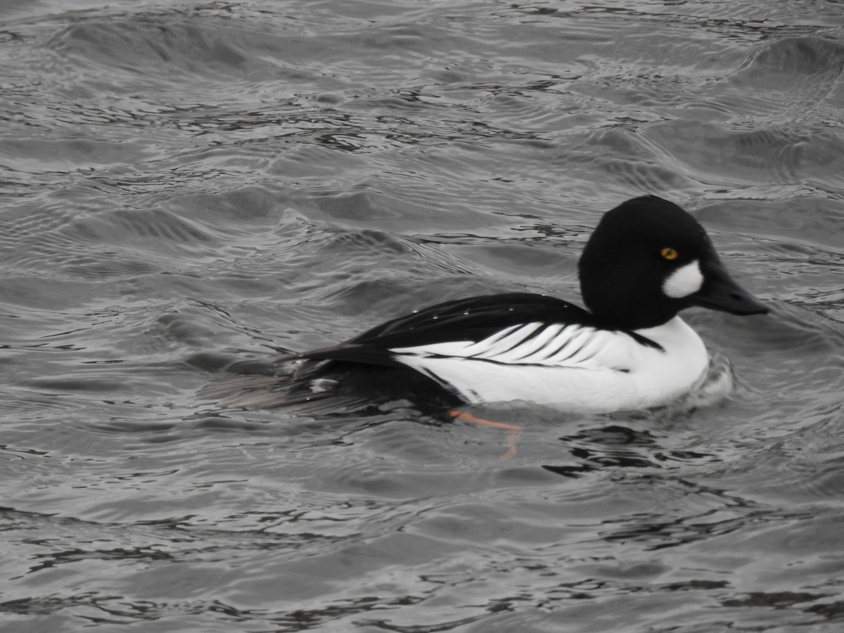 Common Goldeneye - ML615347025