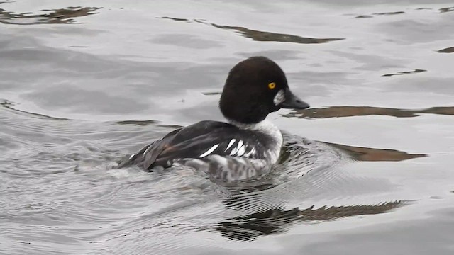 Common Goldeneye - ML615347026