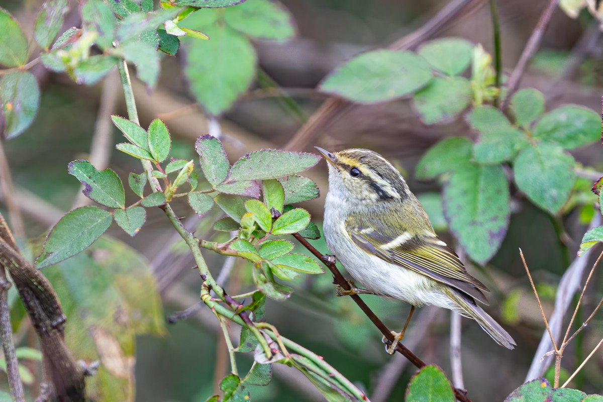 Pallas's Leaf Warbler - ML615347036