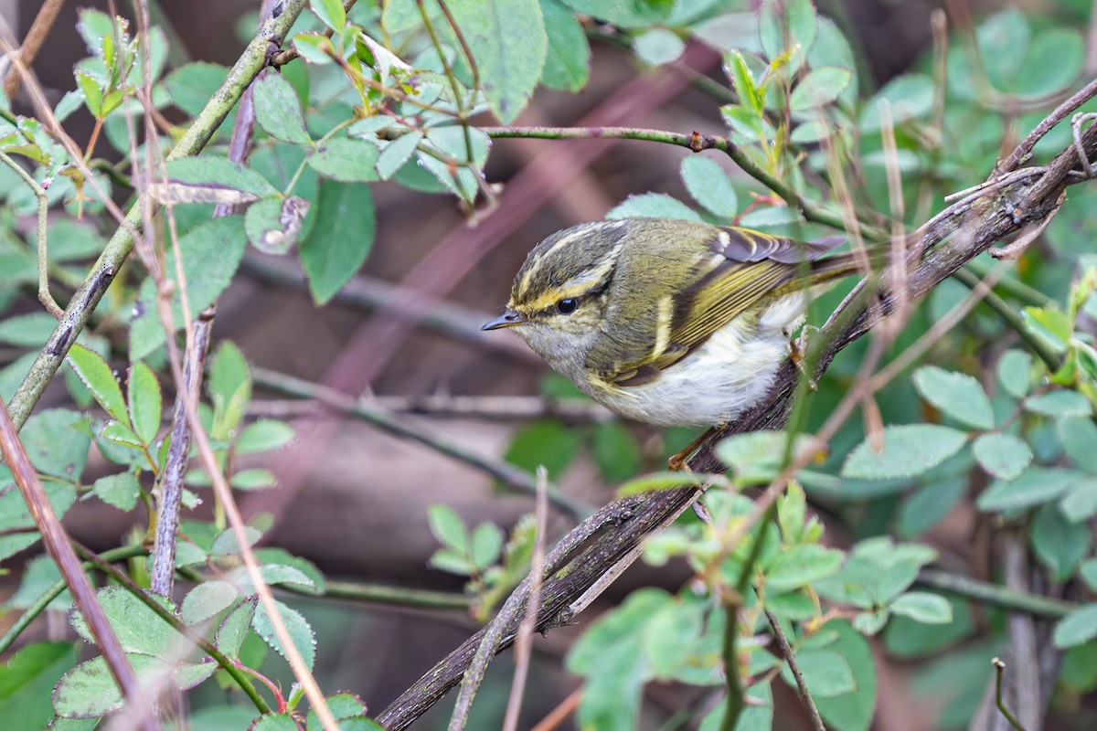 Pallas's Leaf Warbler - ML615347042