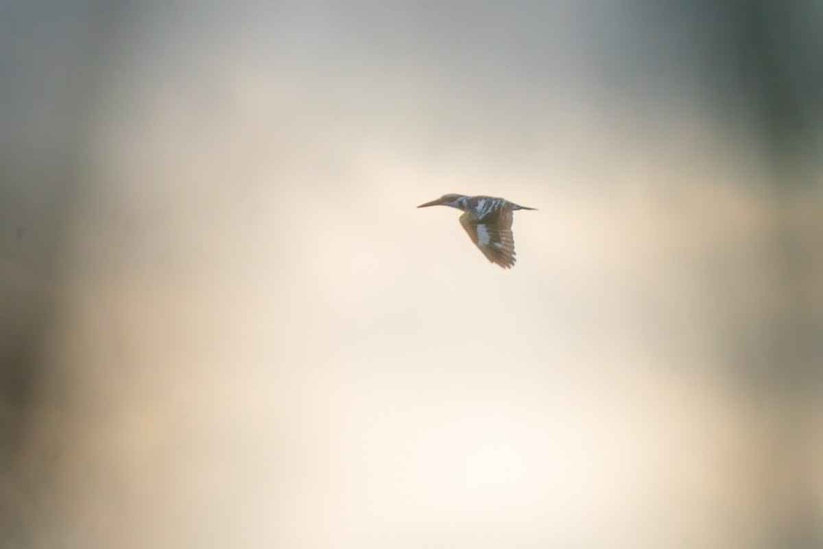 Pied Kingfisher - ML615347068