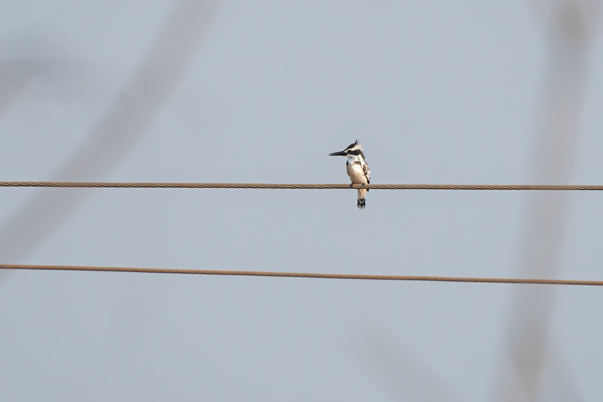 Pied Kingfisher - ML615347093