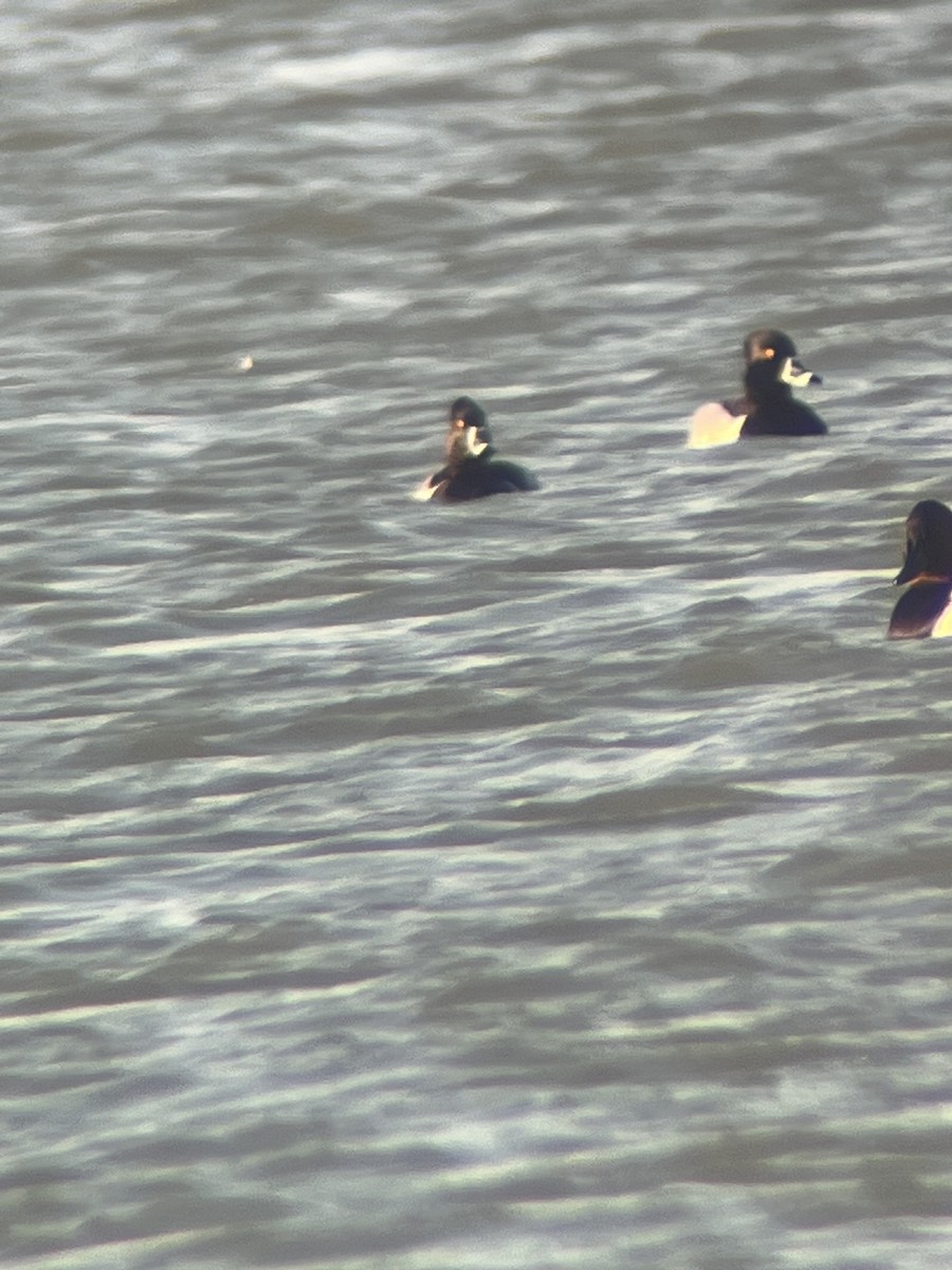 Ring-necked Duck - ML615347185