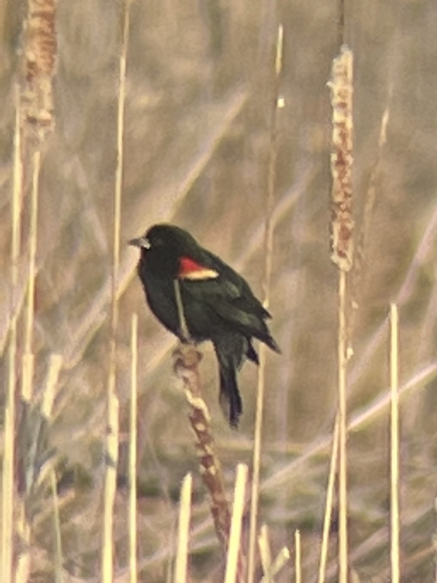 Red-winged Blackbird - ML615347196