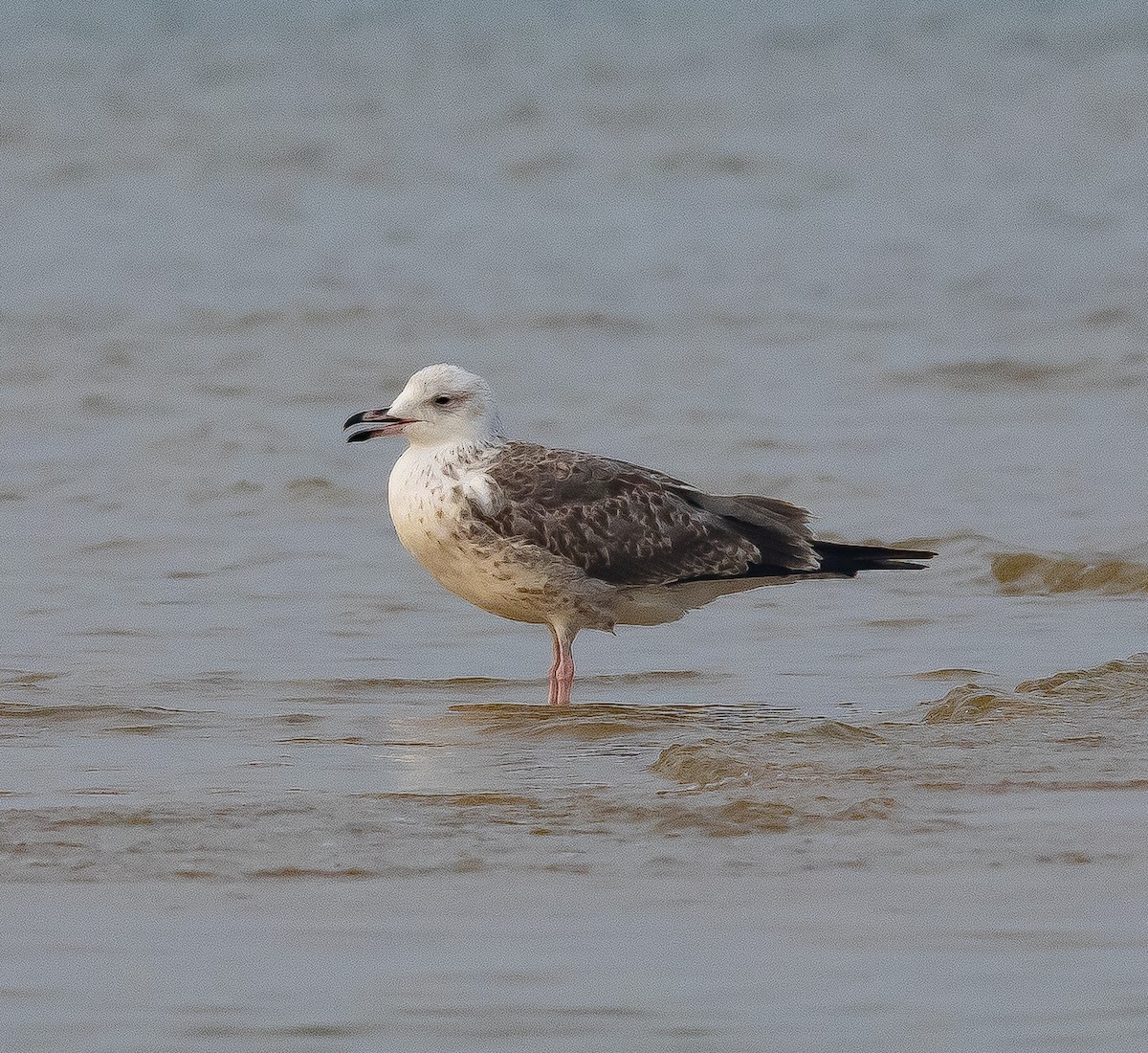 Pallas's Gull - ravishankar m