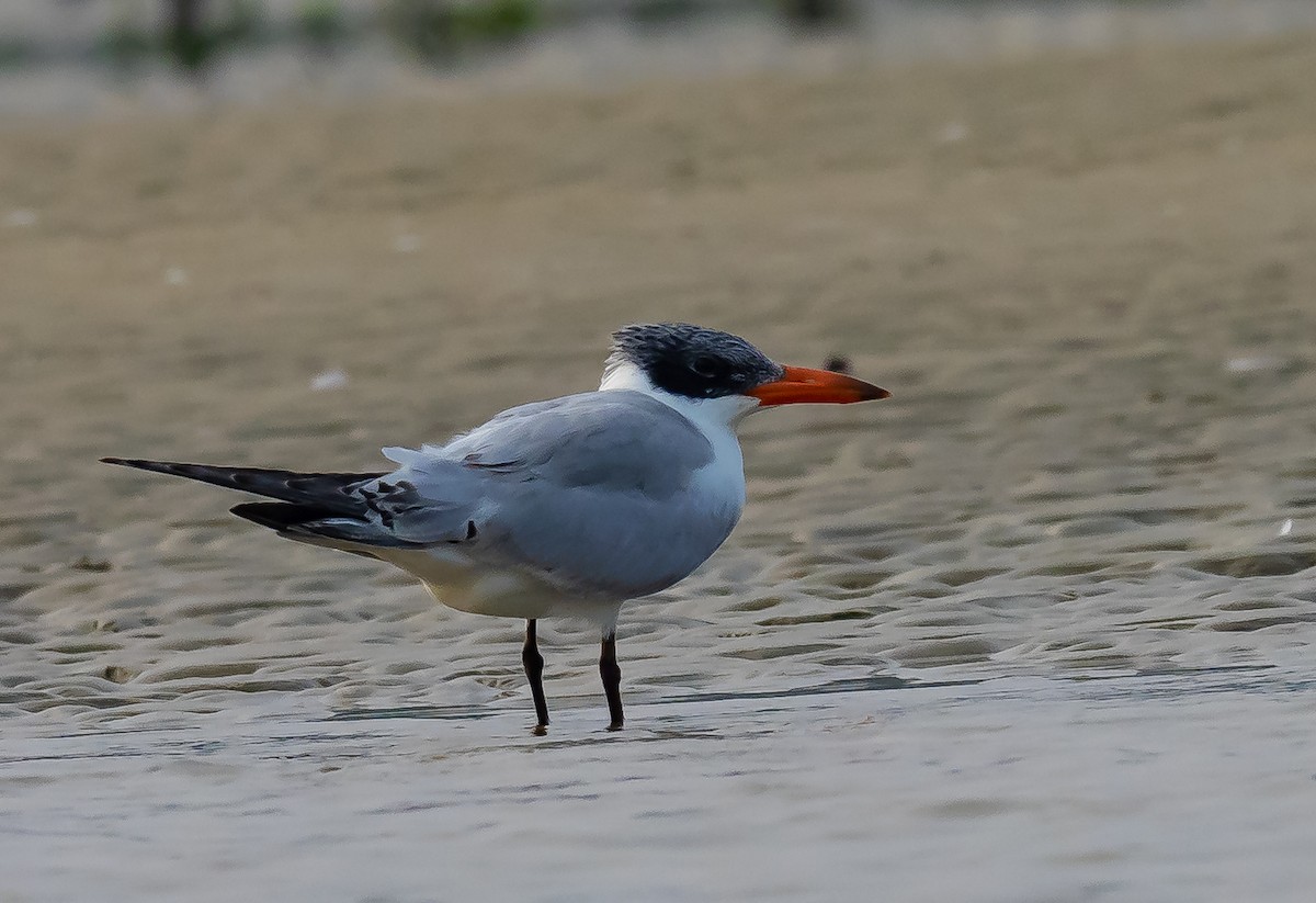 Caspian Tern - ravishankar m