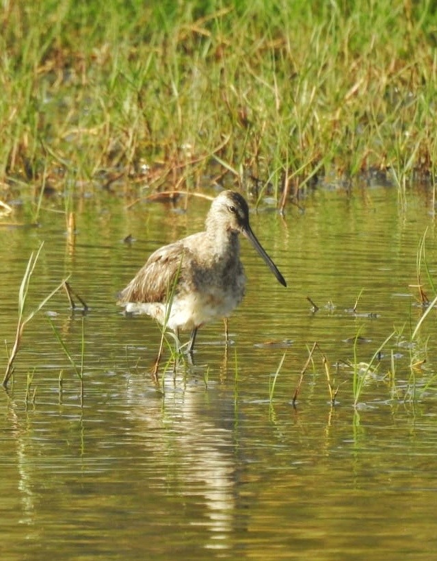 Asian Dowitcher - ML615347260