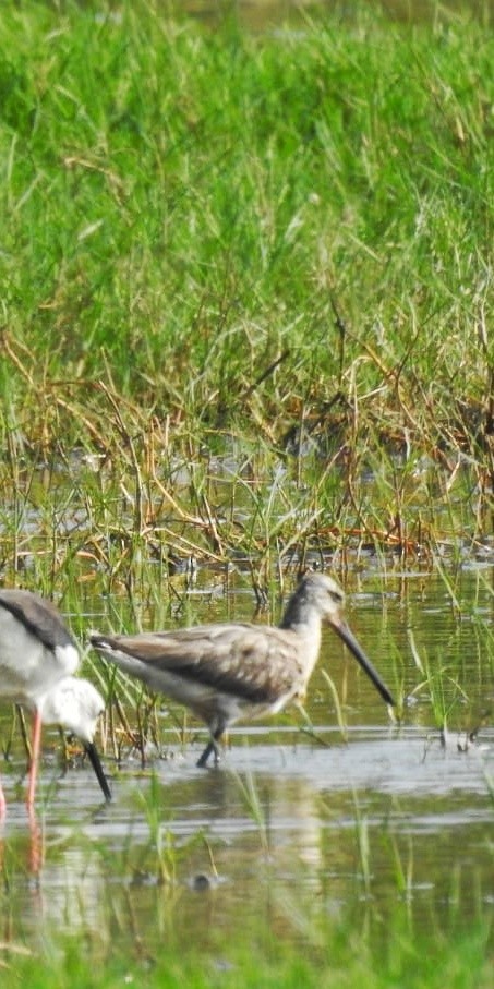 Asian Dowitcher - ML615347261