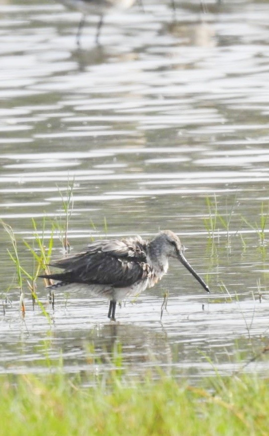 Asian Dowitcher - ML615347262