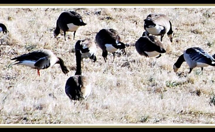 Greater White-fronted Goose (Greenland) - ML615347323
