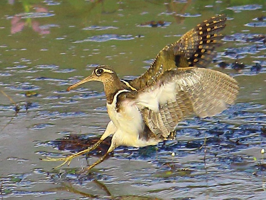 彩鷸 - ML615347332