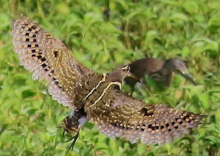 彩鷸 - ML615347333