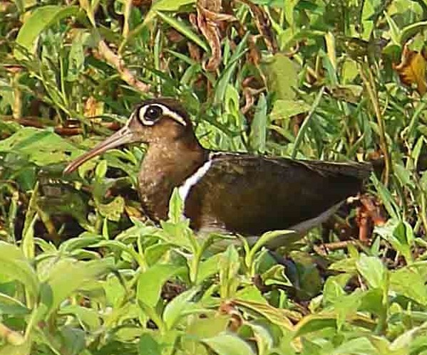 Aguatero Bengalí - ML615347336