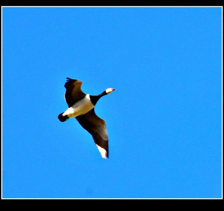 Barnacle Goose - ML615347348