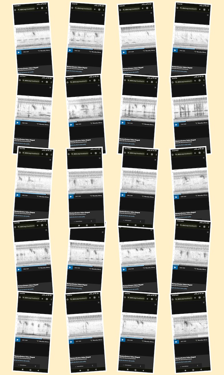 Өрнийн/Дорнын шар цэгцгий - ML615347362