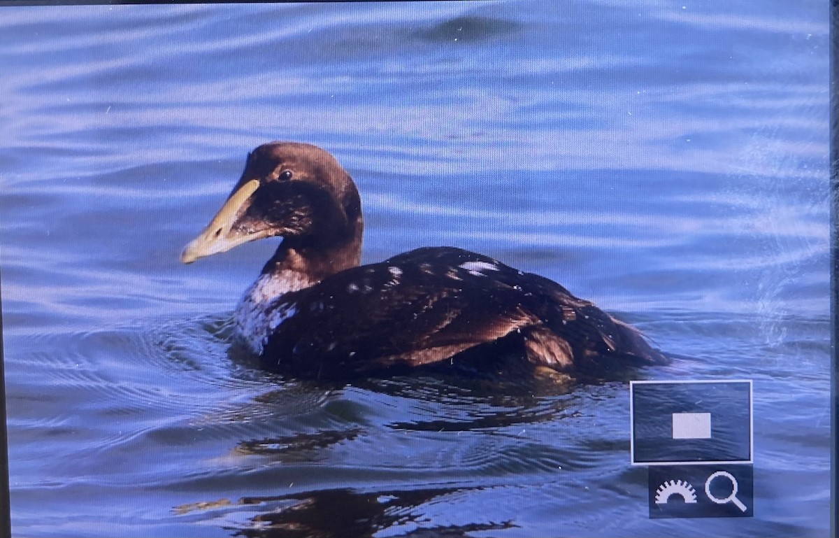 Common Eider - ML615347404