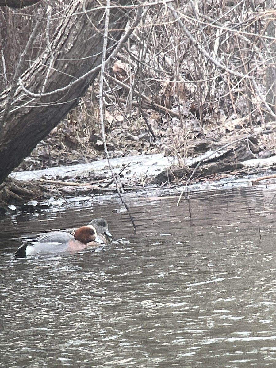 Eurasian Wigeon - ML615347436