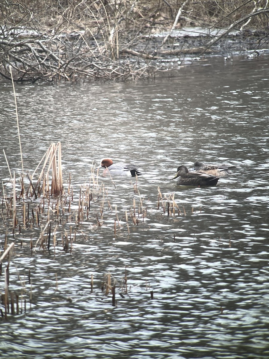 Eurasian Wigeon - ML615347437