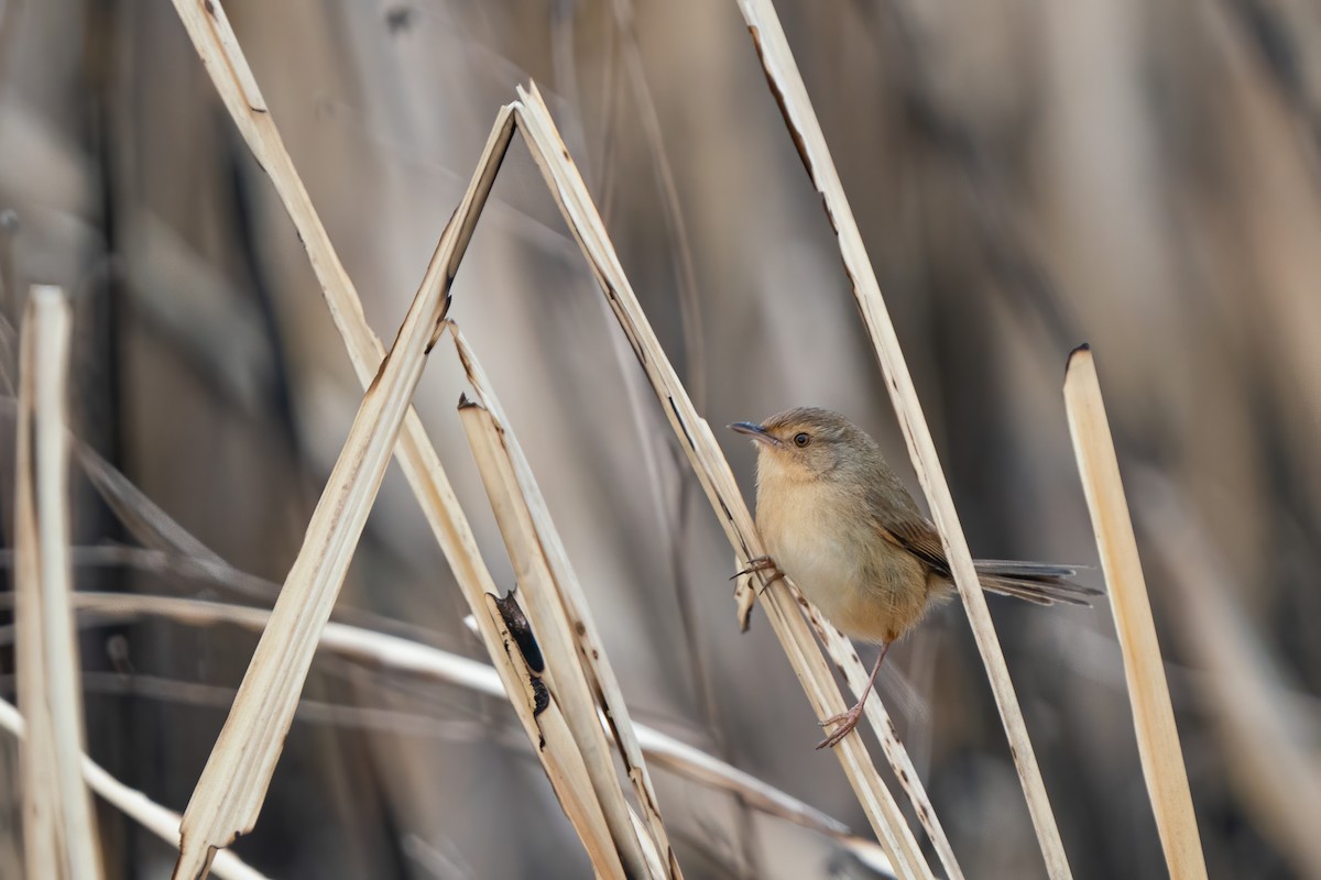 Plain Prinia - ML615347438