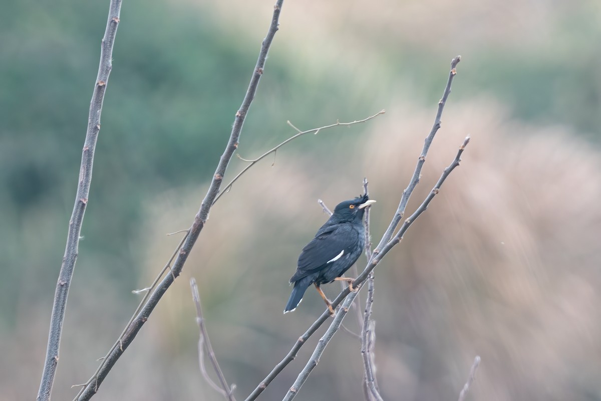 Crested Myna - ML615347453