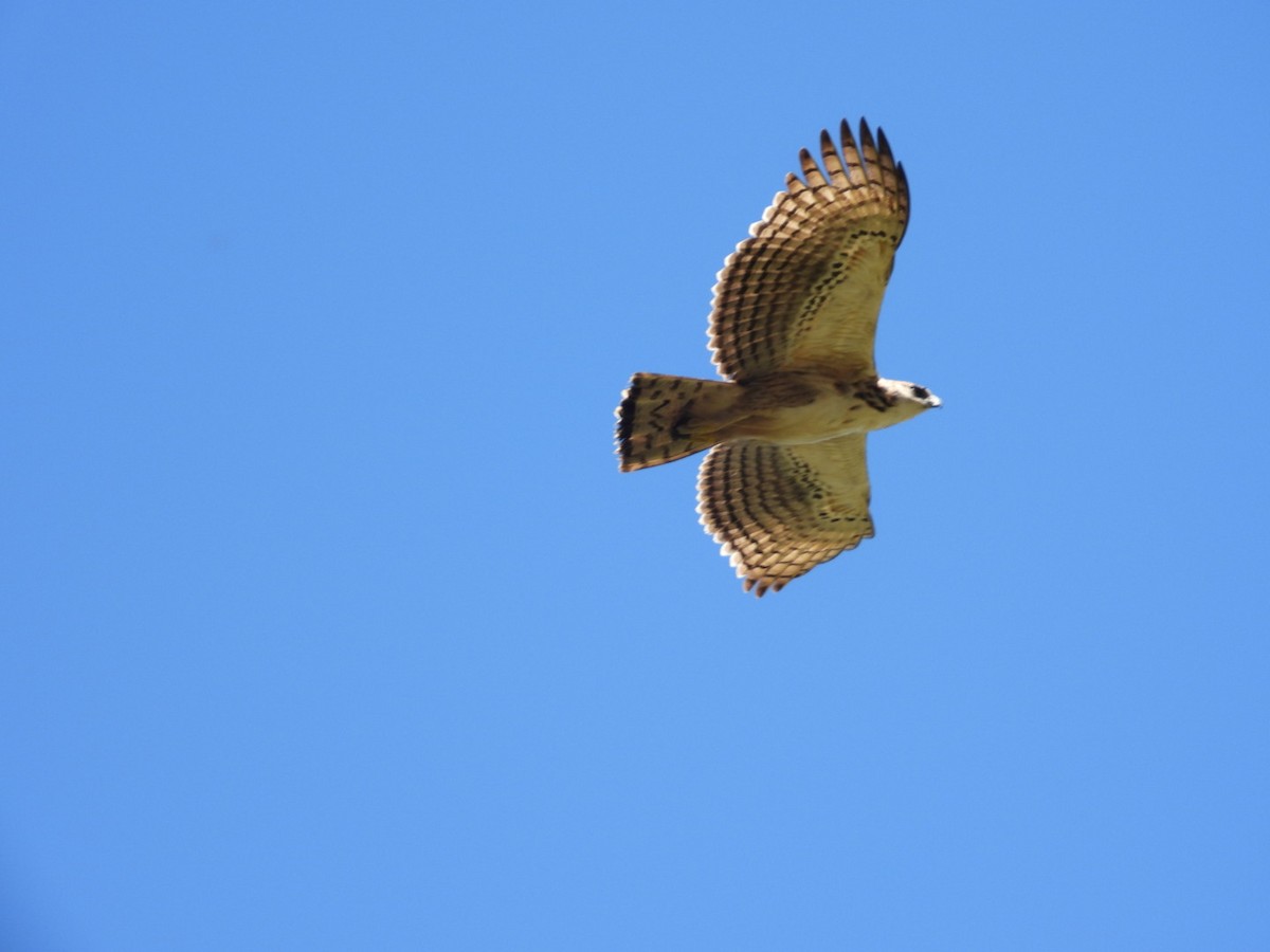 Black-and-chestnut Eagle - ML615347459