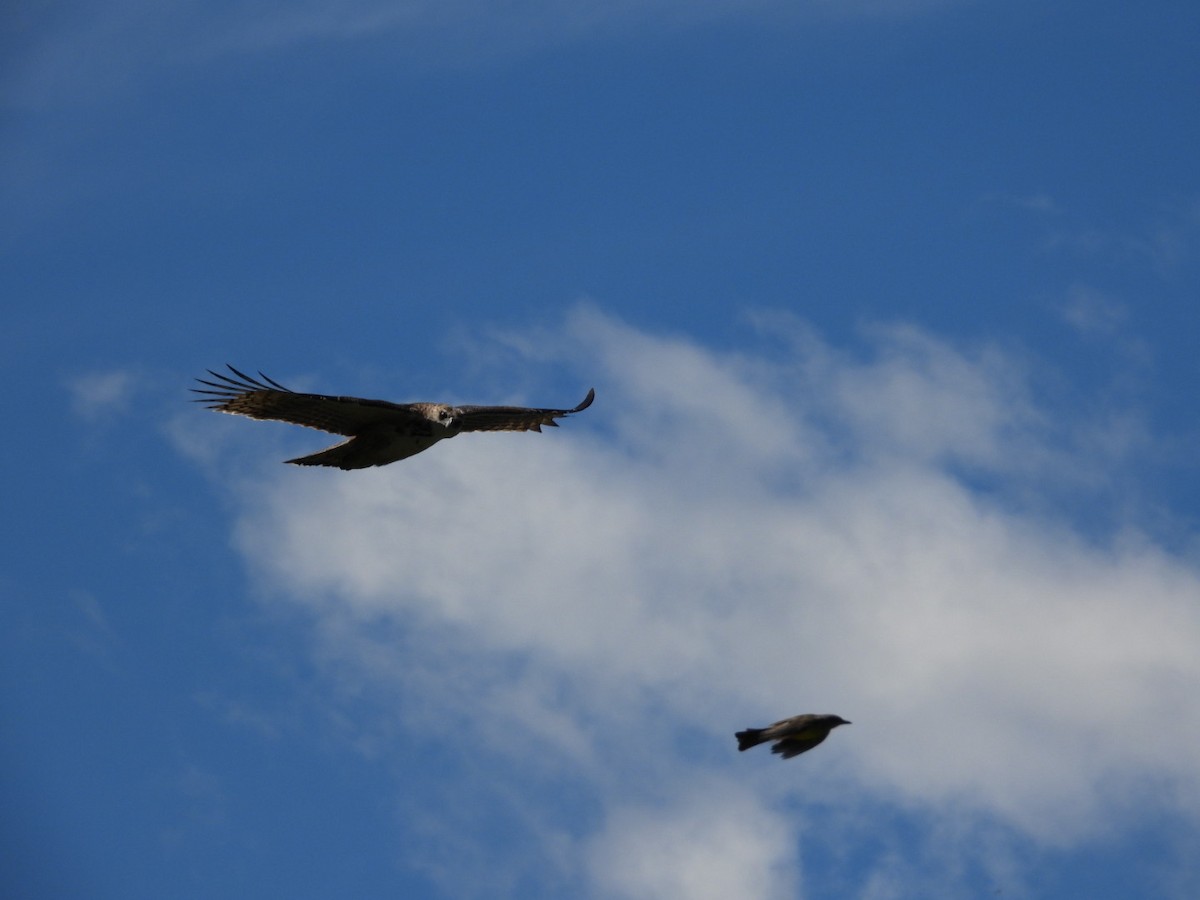 Águila Poma - ML615347461