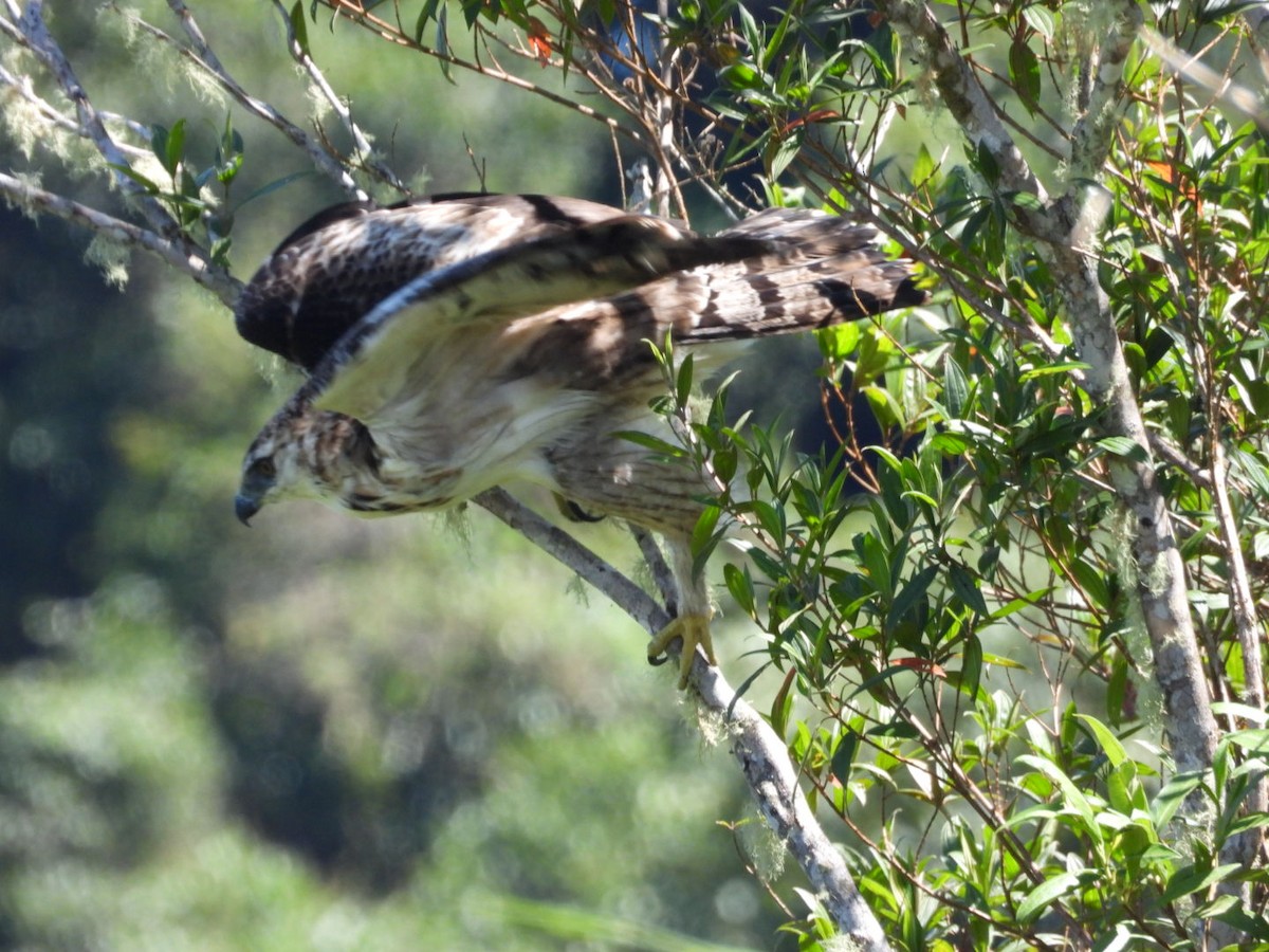 Black-and-chestnut Eagle - Alfredo Medina