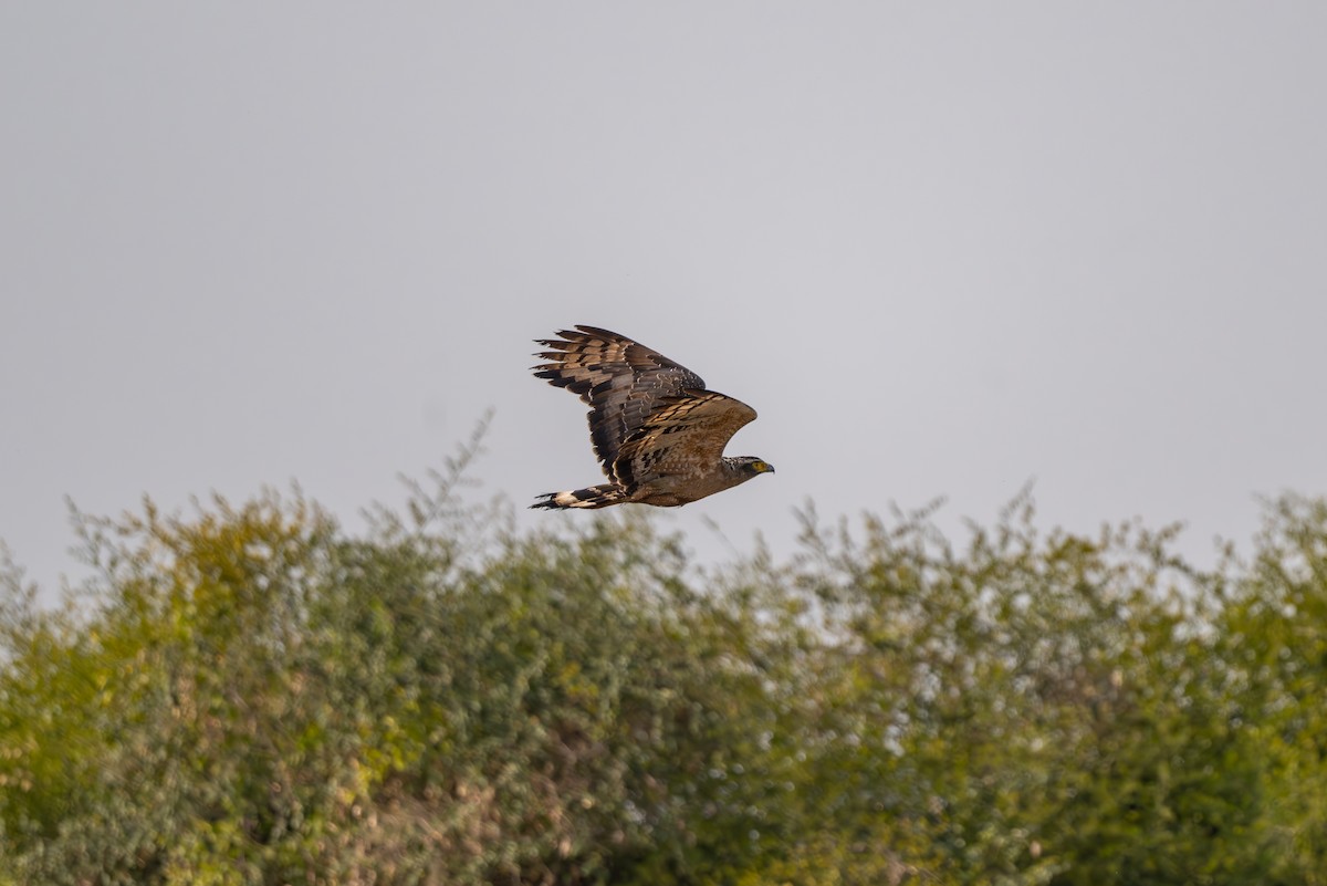Crested Serpent-Eagle - ML615347476